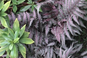 Creating texture with Daphne and Ferns