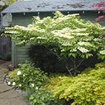 Japanese Maples, Doublefile Viburnum, Tree Peony and grasses provide year round interest against the stone patio in this small urban backyard.