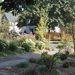 Textural plants in the parking strip and planting beds outside the fence line provide privacy on a busy corner lot in the city. Installation by J. Walter Landscape & Irrigation Contractor.