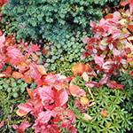 Colors and textures weave together in this planting detail of a front yard rockery in the fall.