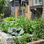 Staggered heights of stone retaining walls in this front yard hold a bounty of edibles for healthy living. Installation by J. Walter Landscape & Irrigation Contractor.