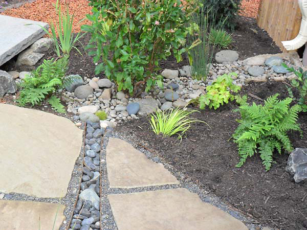 A dry stream with impervious pond liner conveys storm water from the downspout into the Rain Garden. Rain Garden by Apogee Landscapes.