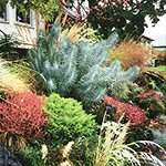 Colorful foliage brings this rockery landscape to life in the Autumn season.