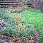 A solution to a wet hillside: a series of wetland plantings that slow and capture water down the hillside. Installation by J. Walter Landscape & Irrigation Contractor.