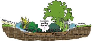 rain garden cross section